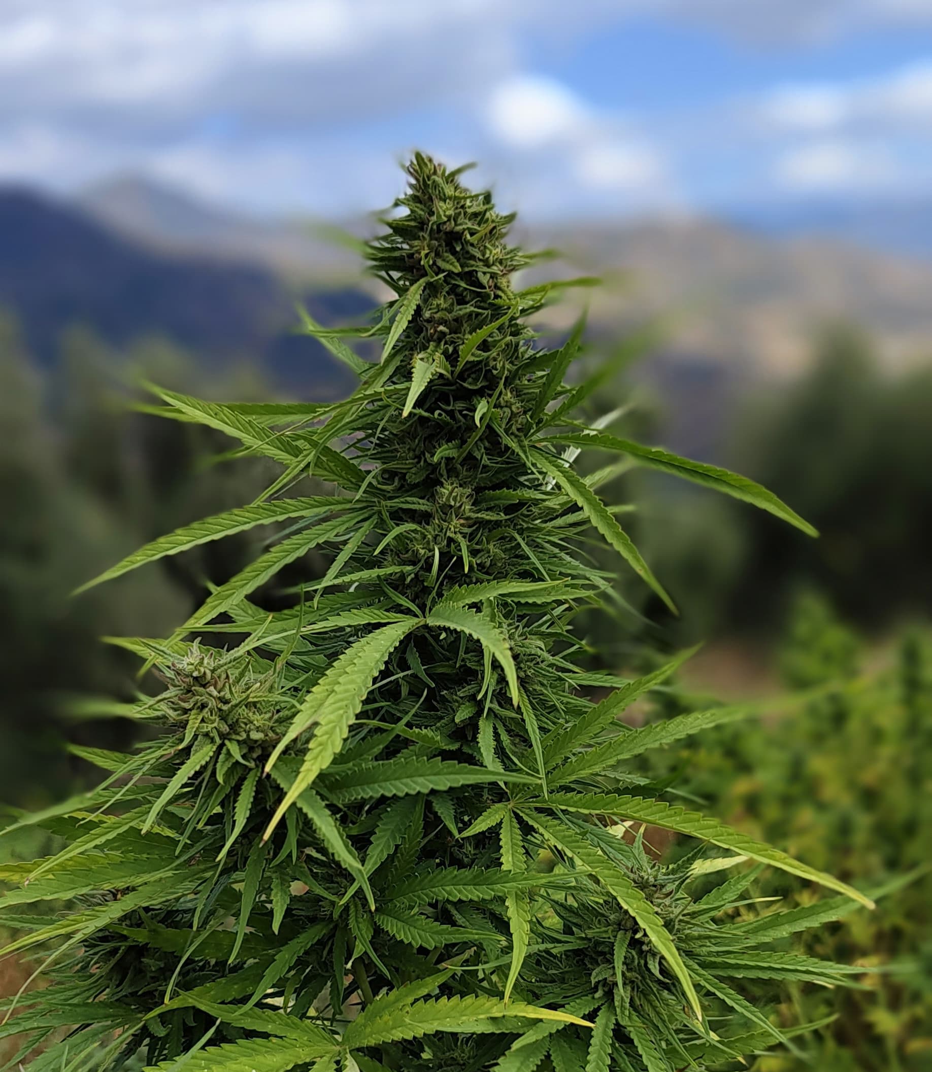 Moroccan Cannabis Co.